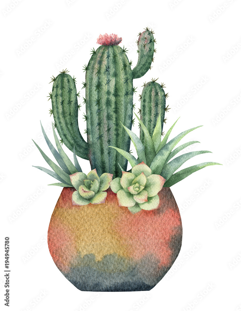 Watercolor composition of cacti and succulents in a pot isolated on white background.
