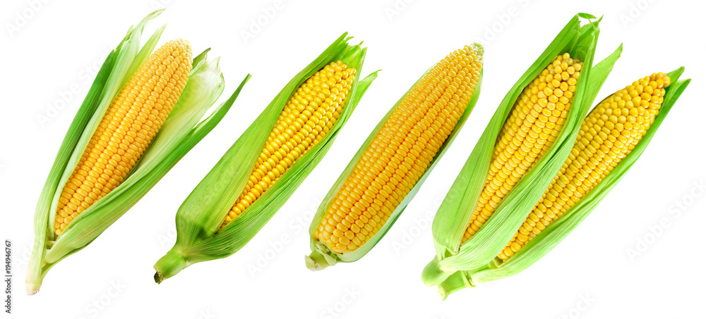 白色隔离玉米