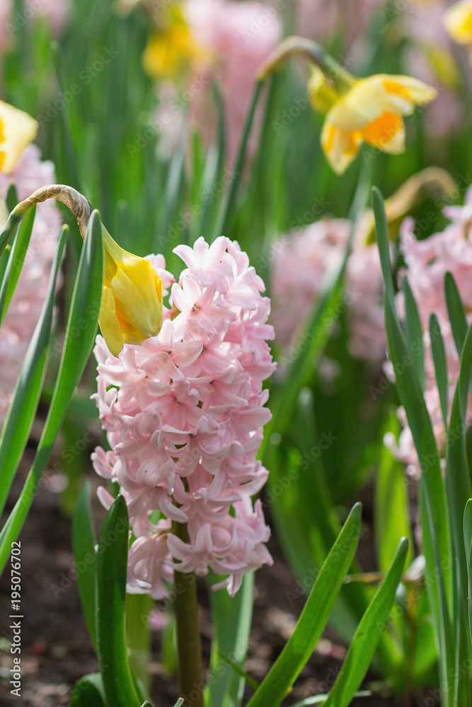 Pink hyacinths and yellow narcissus in a dutch park. Spring concept. Close-up, selective focus.