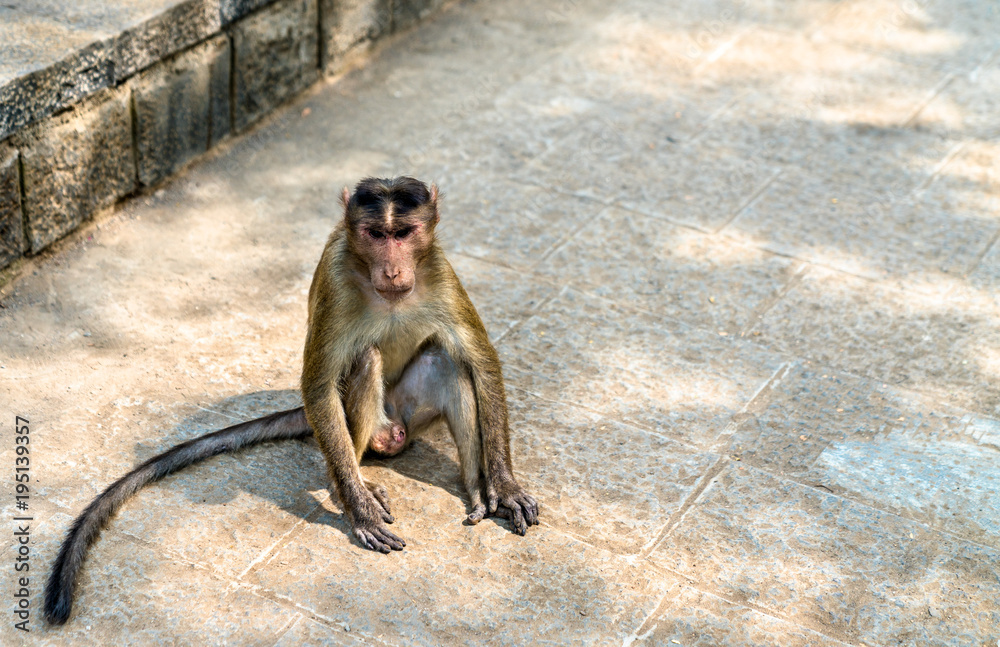 Bonnet macaque on Elephanta Island near Mumbai in India