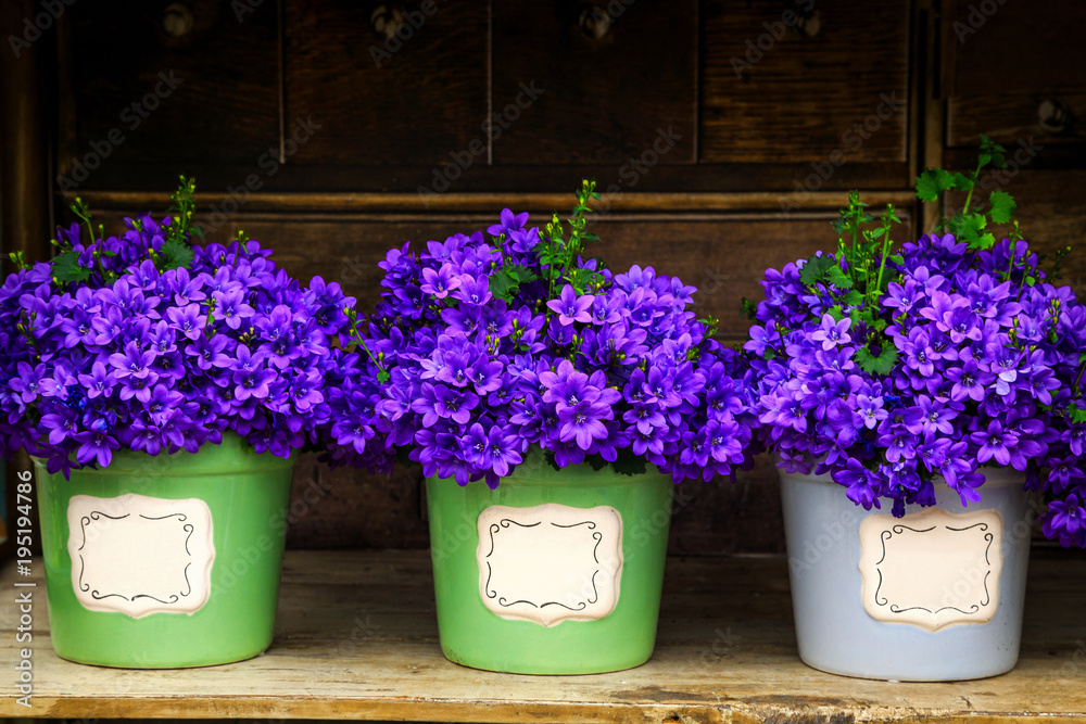 色彩缤纷的陶瓷壶里开出奇妙的紫色春花