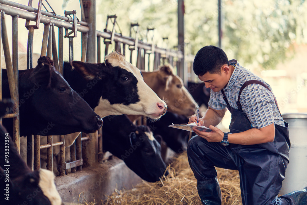 农民正在记录农场里每头牛的详细信息。