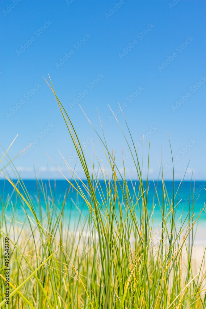 蓝水和沙滩草，摩尔河，西澳大利亚州。