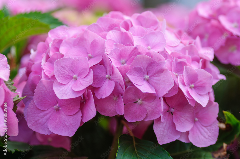 粉色绣球花在自然背景下绽放。
