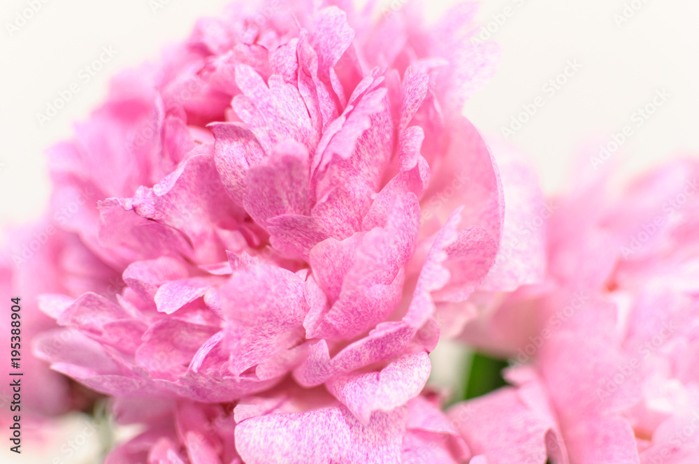 柔和焦点的粉红色牡丹。适合作为花卉抽象背景。