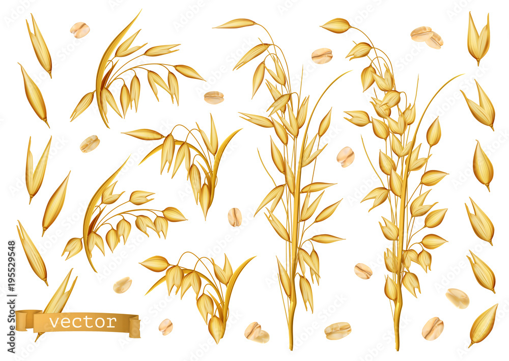 燕麦植物，燕麦卷。三维逼真矢量图标集