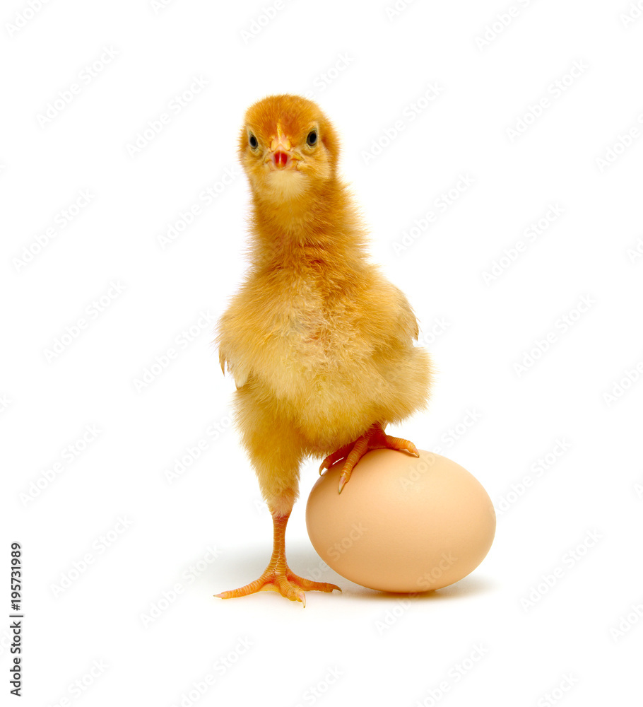 蛋清上的小鸡