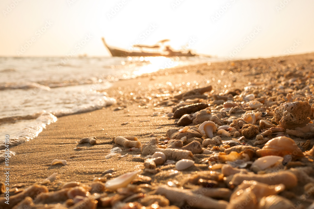 金色海滩上的贝壳和珊瑚碎片海洋碎片阳光明媚，沙滩和大海闪闪发光