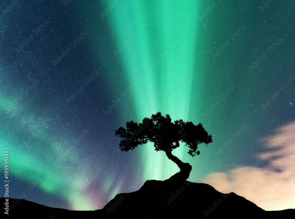 北极光和山上一棵树的剪影。极光。绿色和紫色的北极光。