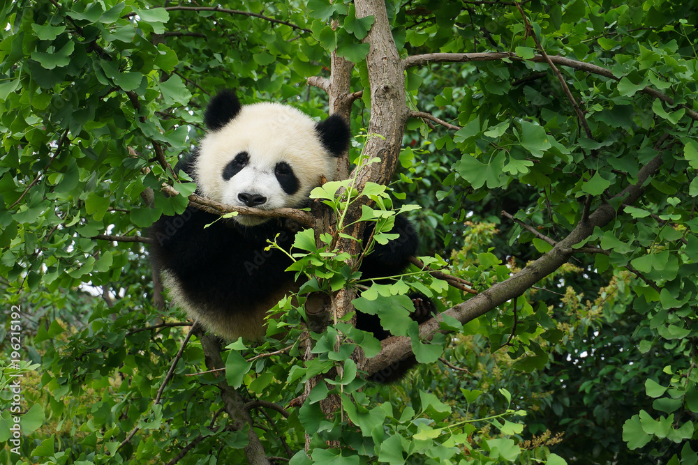 树上的小熊猫
