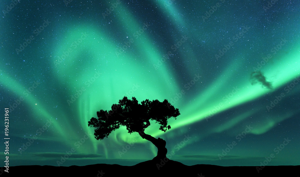 北极光和山上一棵树的剪影。极光。绿色的北极光。星星的天空
