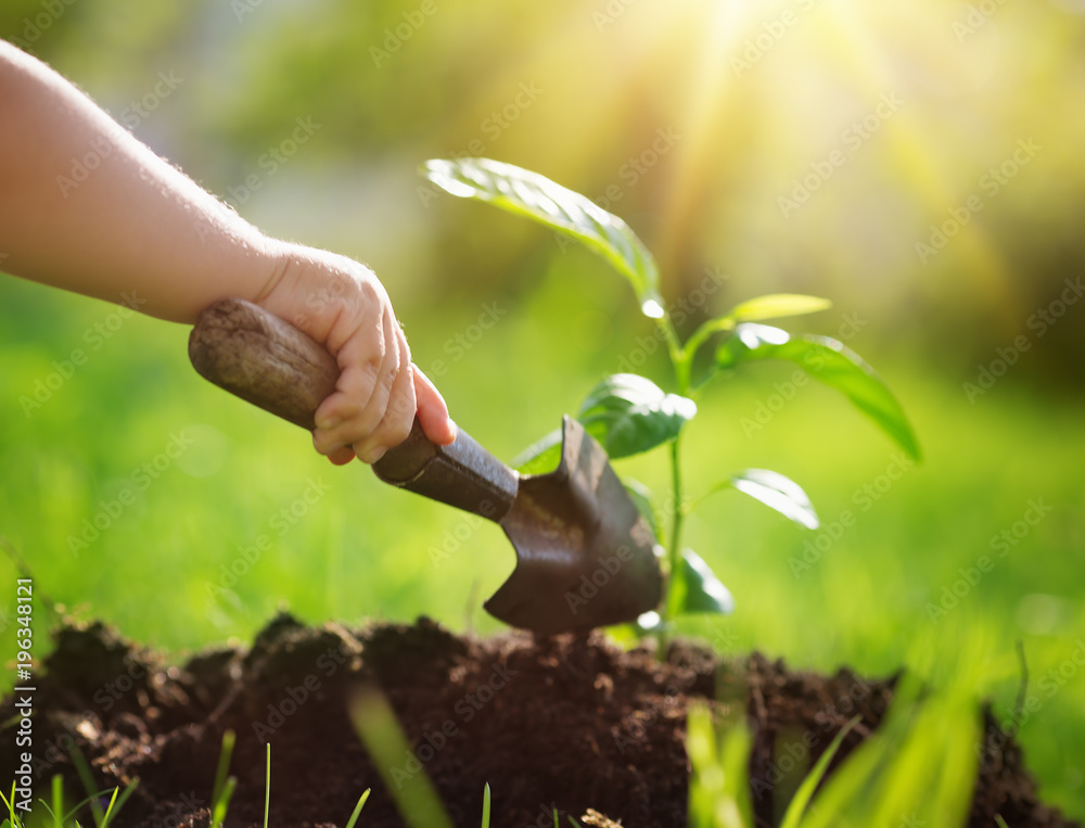 一个拿着铲子的孩子的手在土里照顾一棵幼苗。花园里阳光明媚的日子里长出了新芽