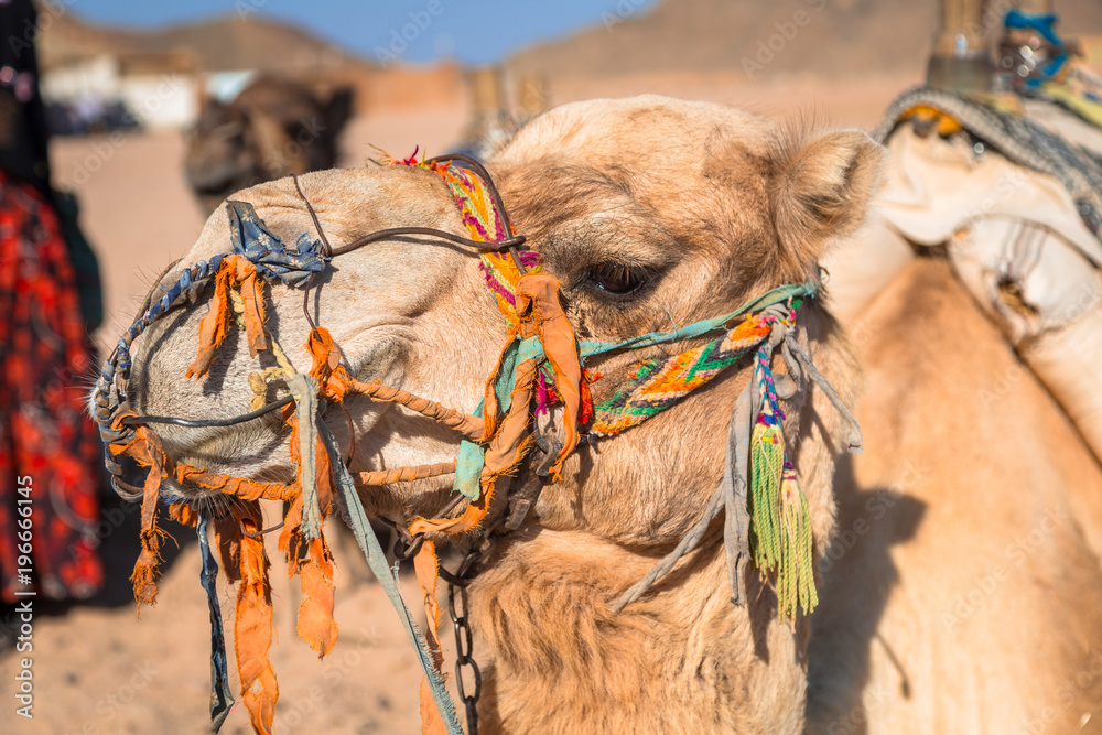 埃及非洲沙漠上的骆驼