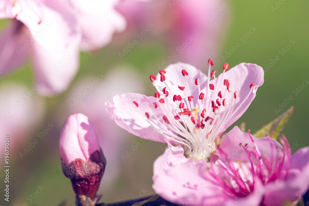 树枝上粉色樱花的特写