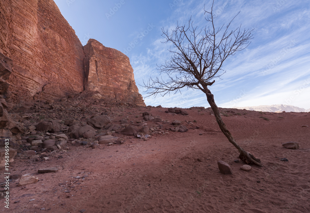 约旦Wadi Rum红色沙漠Khazali峡谷附近的枯树