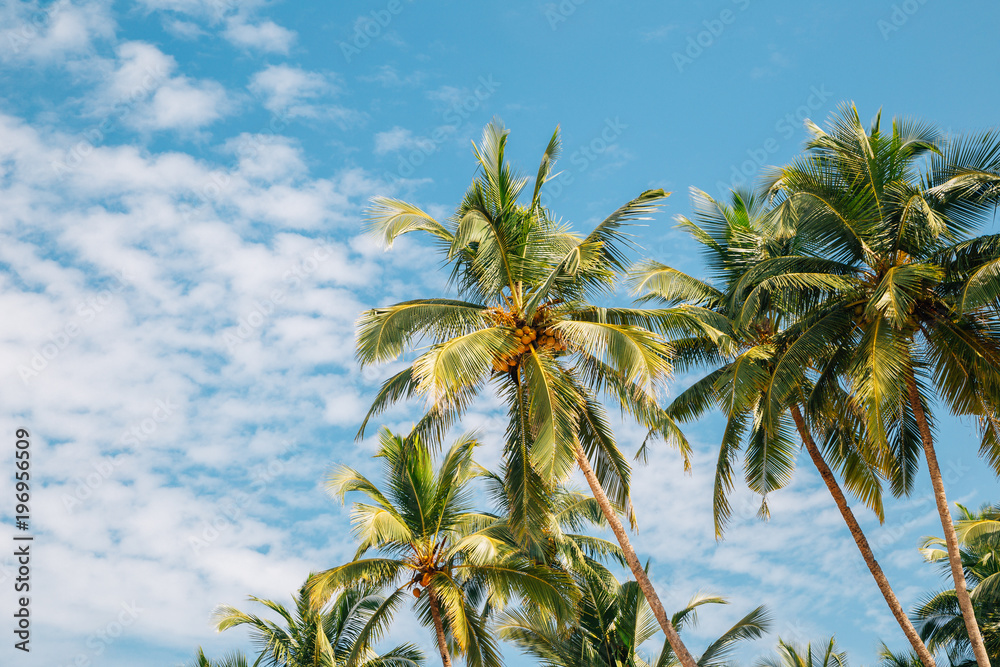 印度果阿Palolem海滩蓝天下的棕榈树