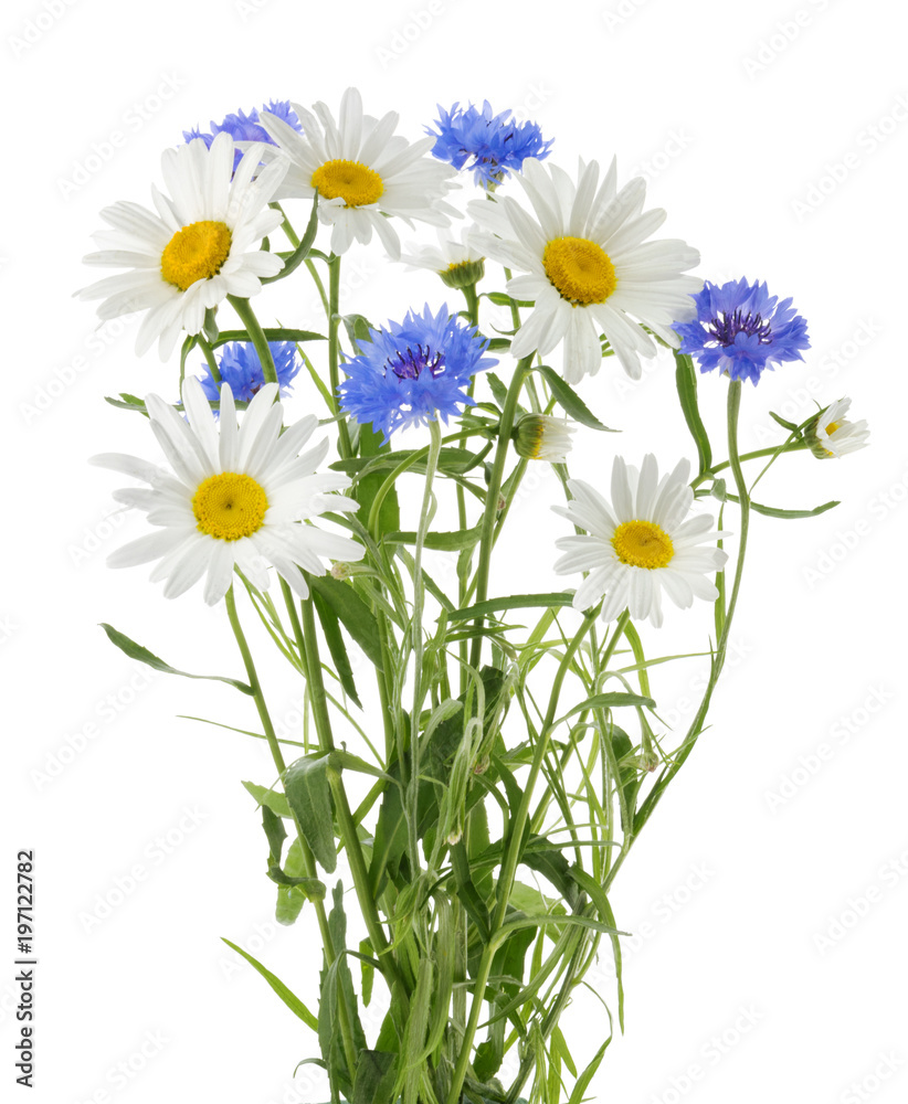 chamomile and cornflowers isolated without shadow
