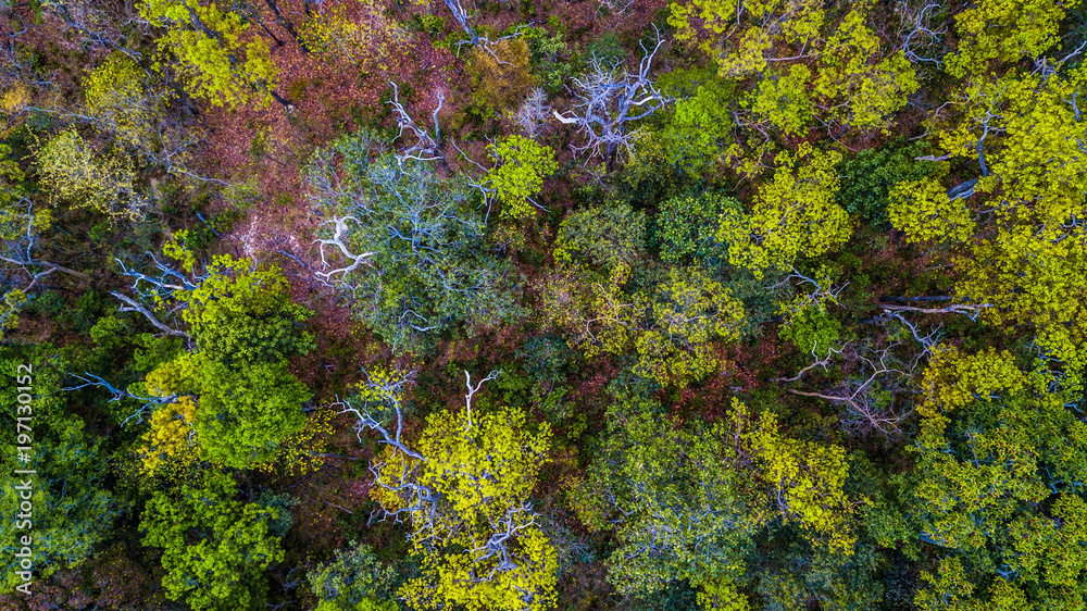 鸟瞰森林中五颜六色的秋天，绿色和黄色，ae中森林的纹理