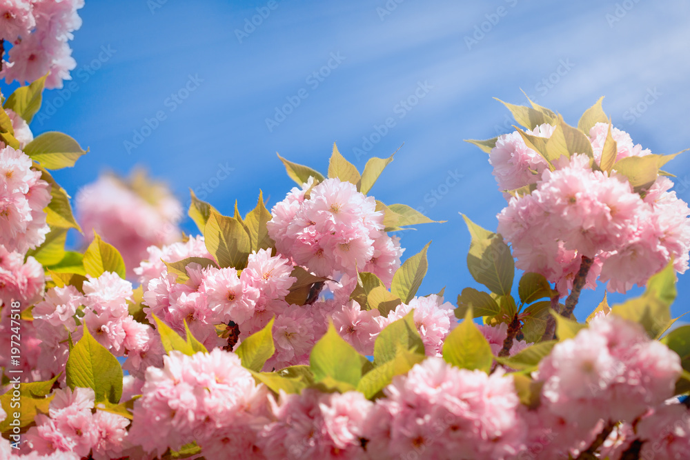 开花-盛开的日本樱花树和蓝天（春天的美丽自然）