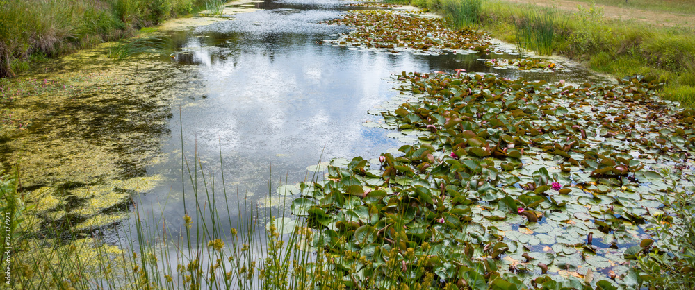 小池塘里盛开的睡莲