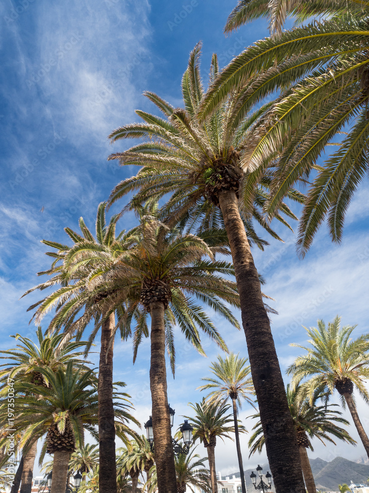 阳光明媚的日子里，Nerja海岸边的棕榈树。热带度假和阳光明媚的景象