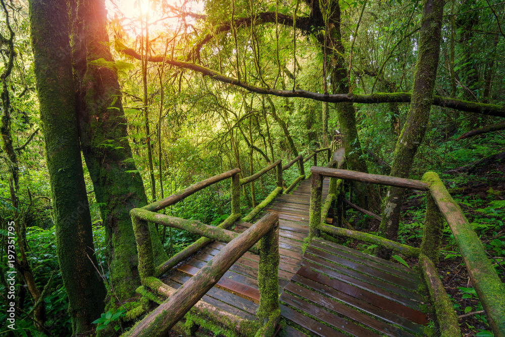 美丽雨林中的木桥。