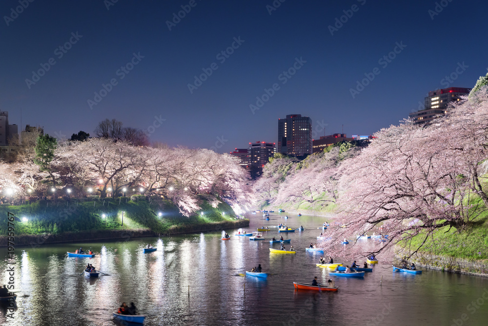 以东京市为背景的樱花盛开的夜景。摄于东京都千户院