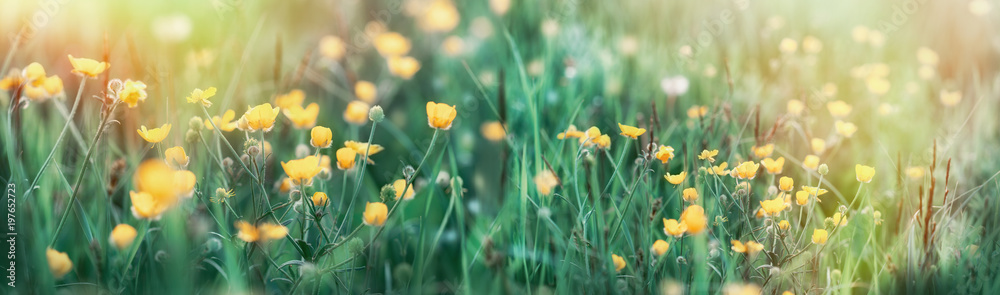 草丛中的蝴蝶花——草地上美丽的春花