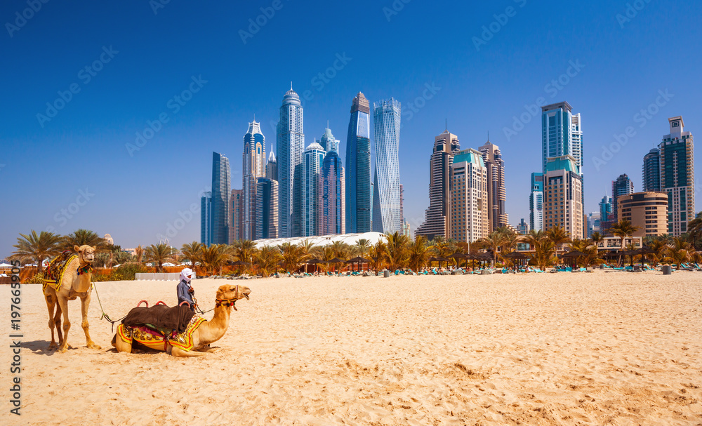 阿拉伯联合酋长国迪拜著名的朱美拉海滩和摩天大楼上的骆驼