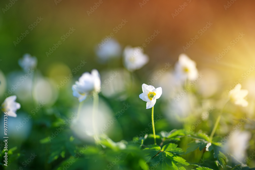 在公园里欣赏早春的花朵。银莲花在美丽的日落下绽放，阳光照射在阳光下
