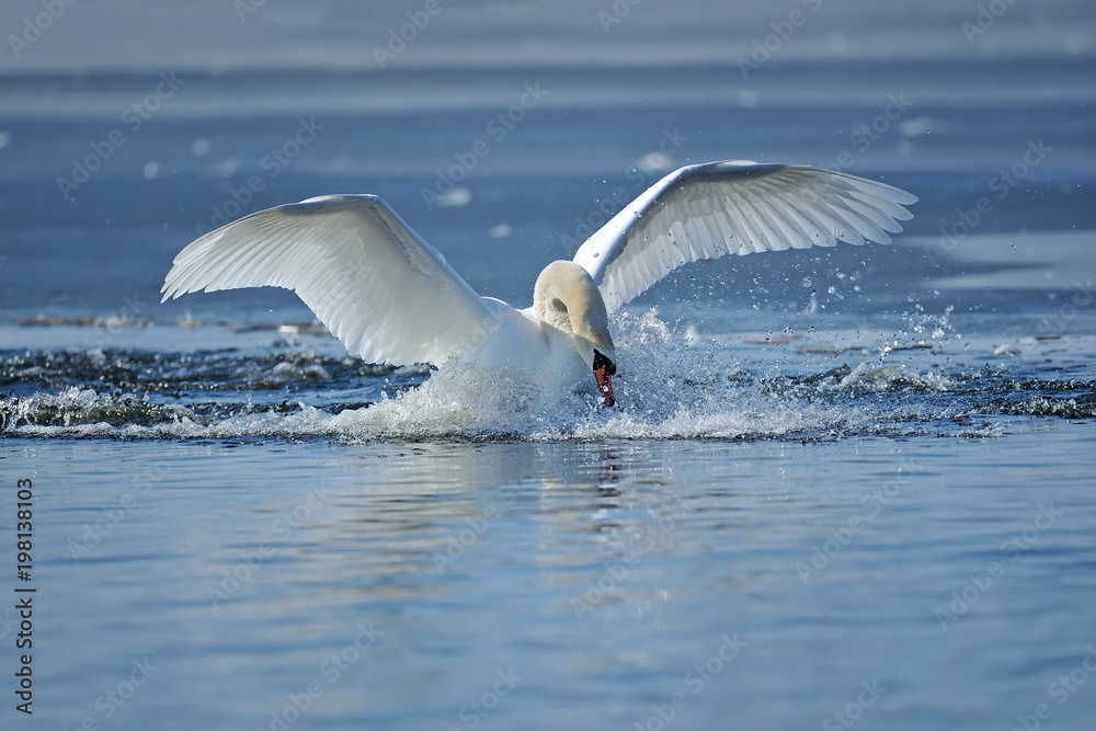 Swans taking flight on lake