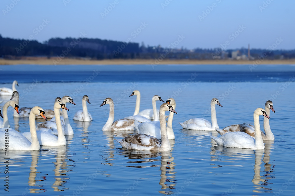 一群在水中游泳的白天鹅