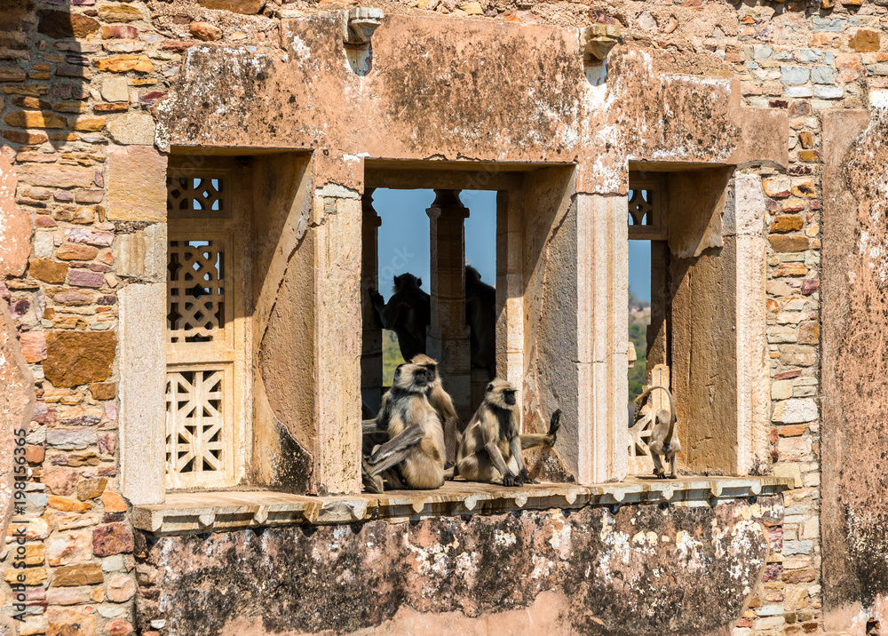 印度拉贾斯坦邦吉大港戈拉巴达尔宫废墟上的灰叶猴