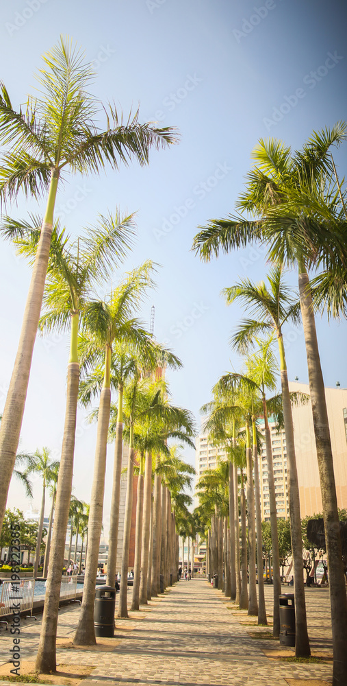 香港棕榈树的绿色小巷。城市和街道的建筑景观。