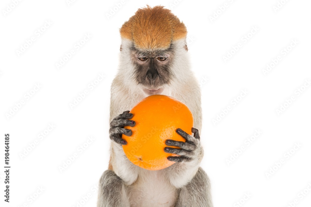 猴子抱着橘子特写