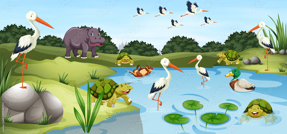 池塘里有很多野生动物