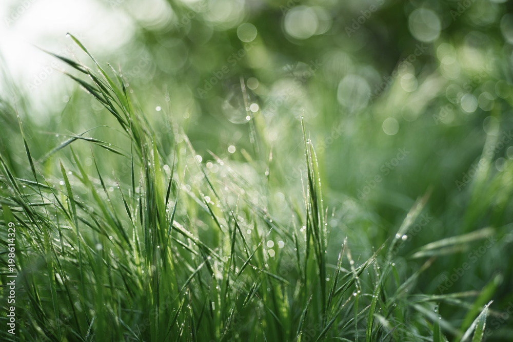 自然抽象柔和的绿色散焦阳光背景，有草地和光点。春季复活节bac