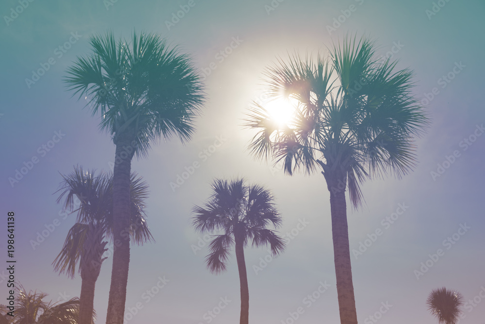 阳光明媚的热带天空下的棕榈树