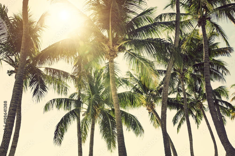 阳光明媚的热带天空下的棕榈树