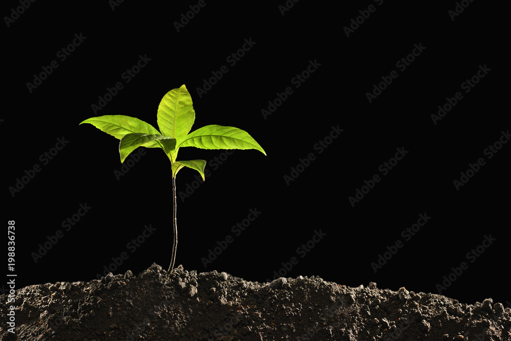 Green sprout growing out from soil isolated on black background