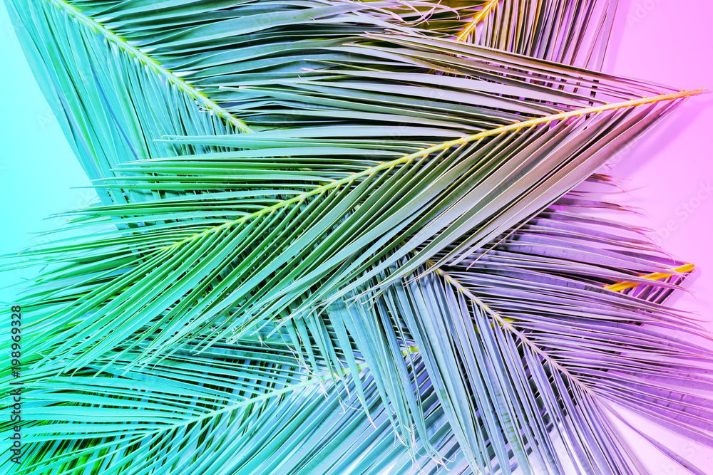 热带棕榈叶呈现鲜艳的渐变霓虹色。