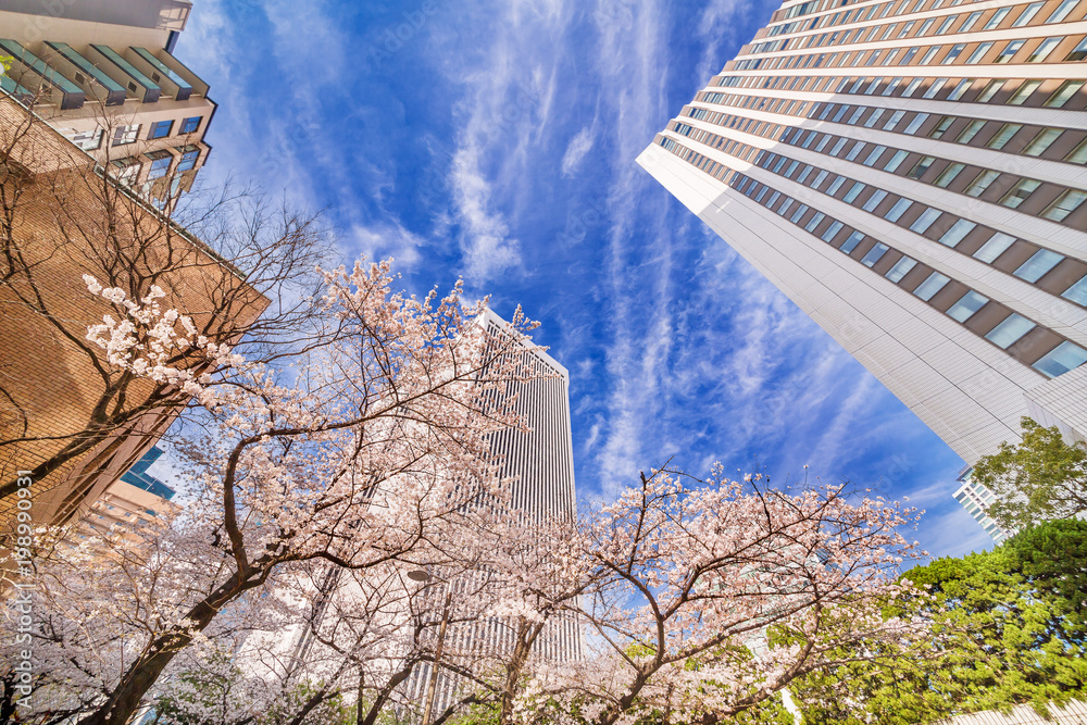 高層ビルと桜の木
