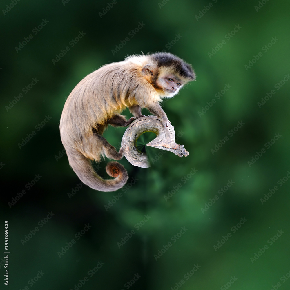 卷尾猴360度视角