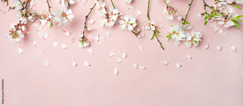 春天的花朵背景，纹理，壁纸。白色杏仁花和花瓣的平面布置。