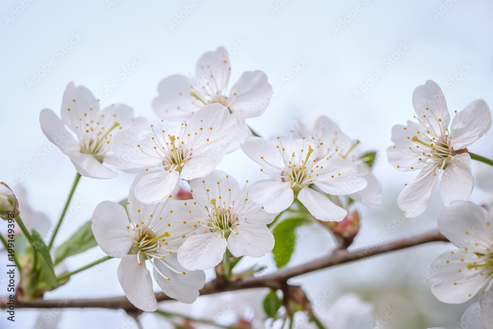 蓝天背景下一棵樱花树的花枝特写。浅de微距照片