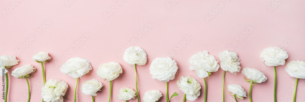 圣瓦伦丁节背景。浅粉色粉彩背景上白色毛茛花的平面布置