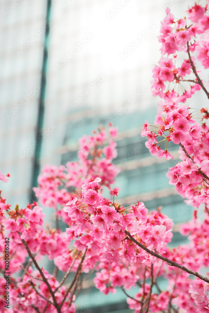 都会に咲く桜