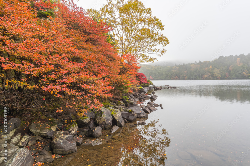 长野县的白果美池塘在秋天