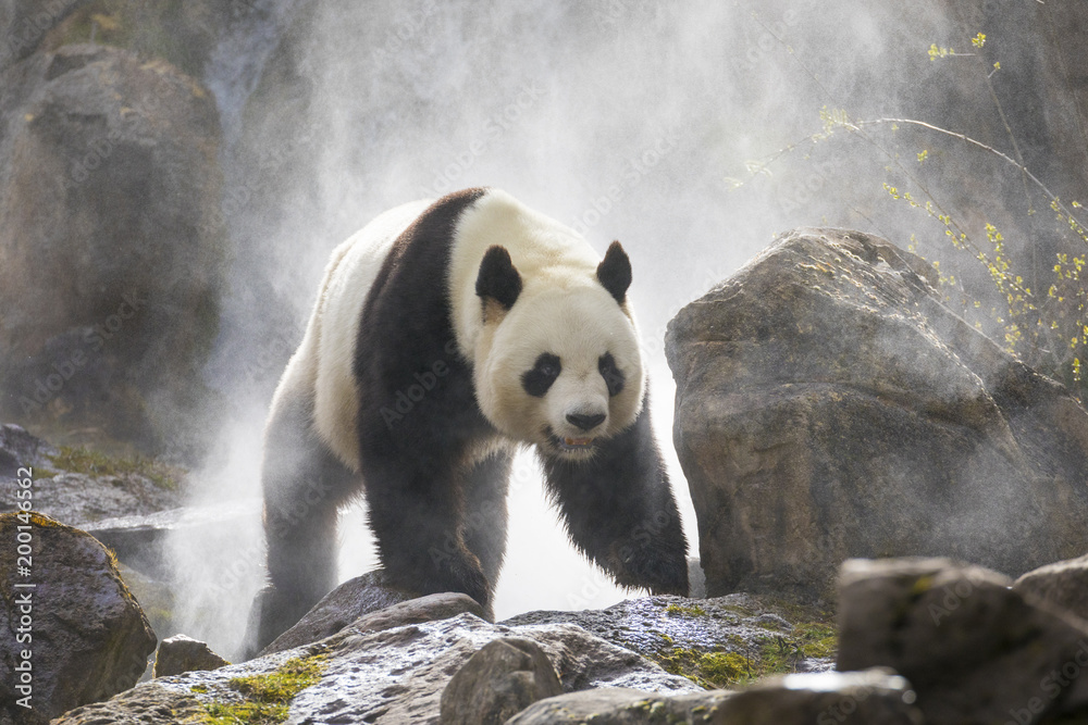 可爱的熊猫自然之雾
