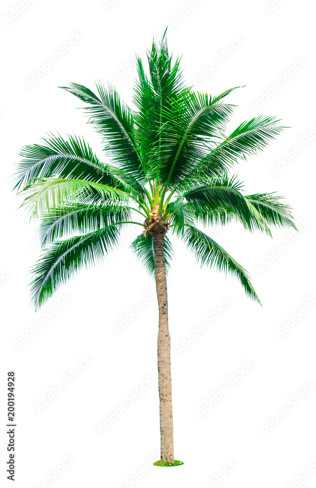 椰子树隔离在白色背景上，有复制空间。用于广告装饰建筑师